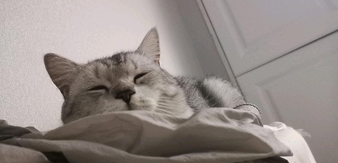 猫图片|宠物猫|猫咪|