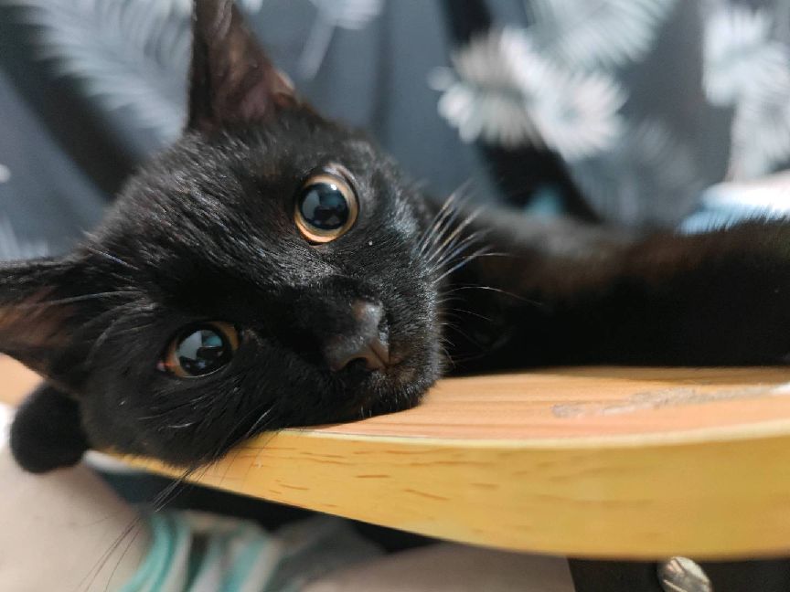 猫图片|宠物猫|猫咪|