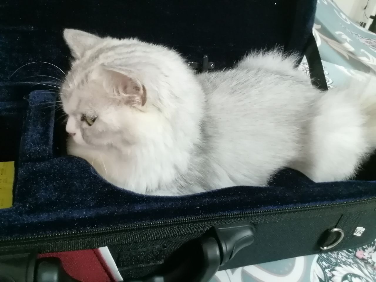 猫图片|宠物猫|猫咪|