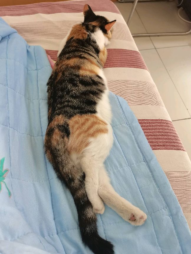 猫图片|宠物猫|猫咪|