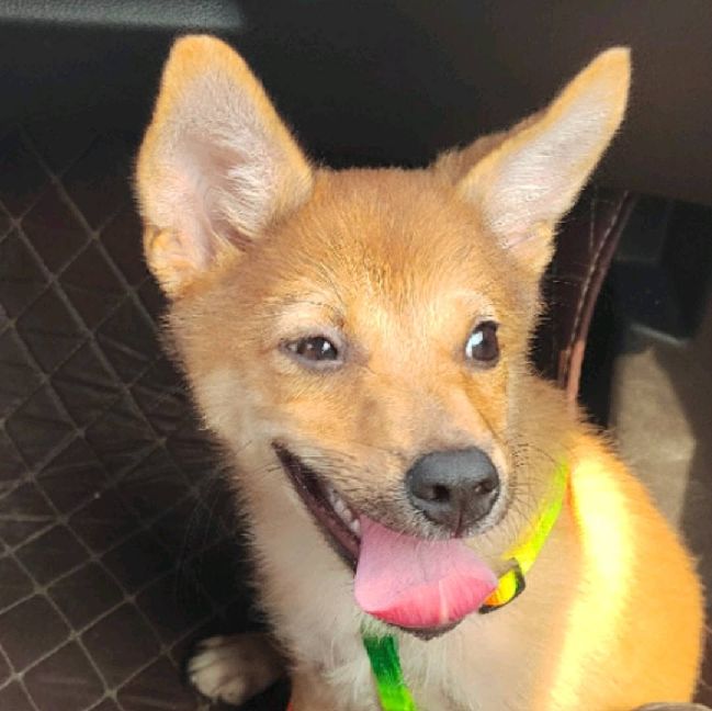 猫图片|宠物猫|猫咪|