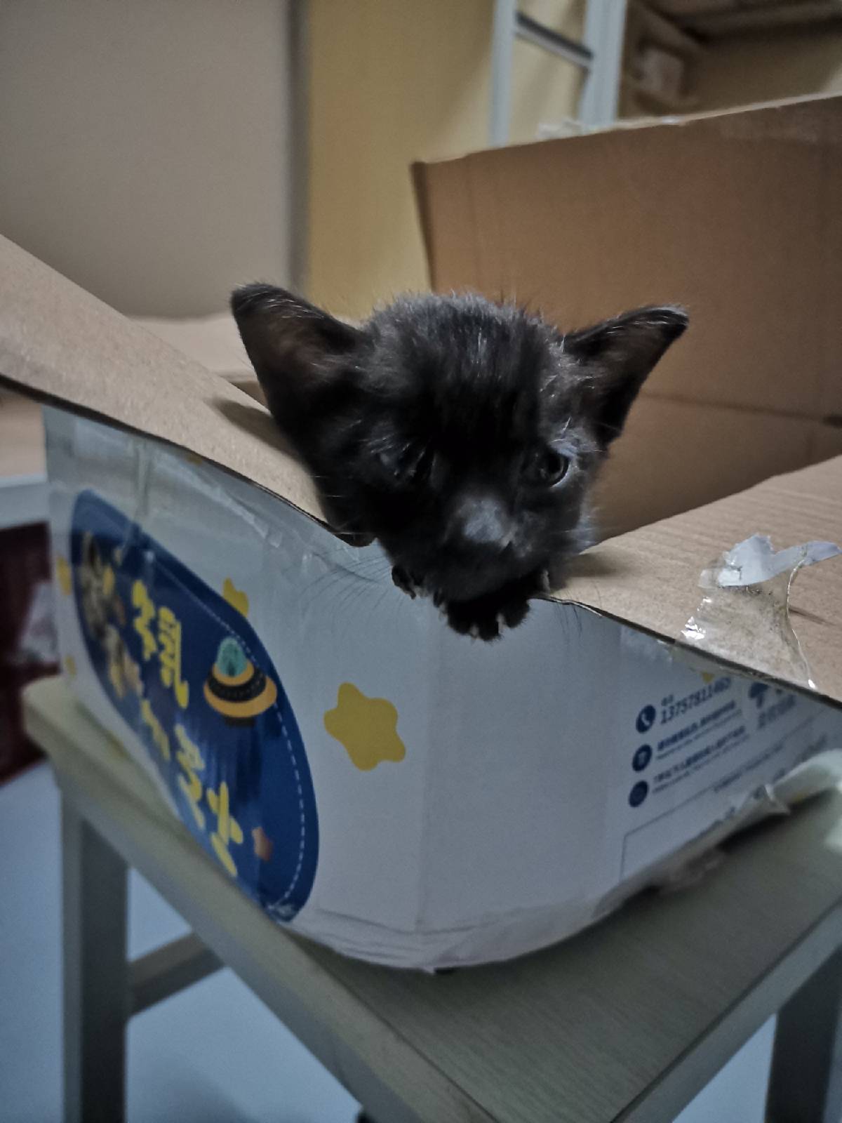 猫图片|宠物猫|猫咪|