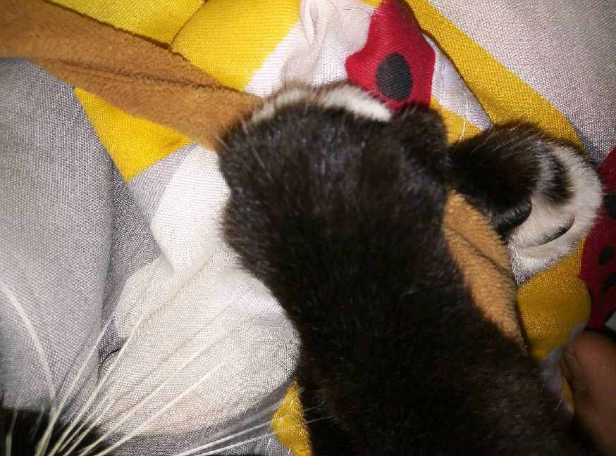 猫图片|宠物猫|猫咪|