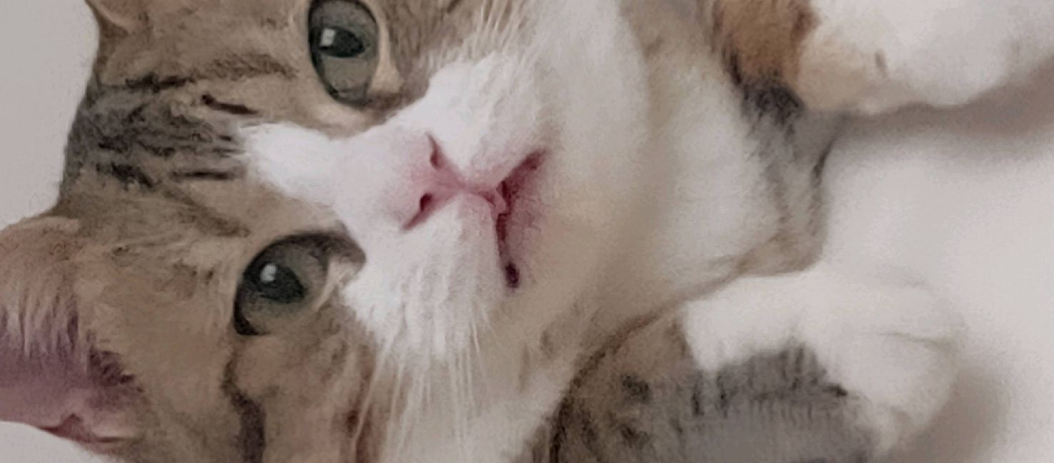 猫图片|宠物猫|猫咪|