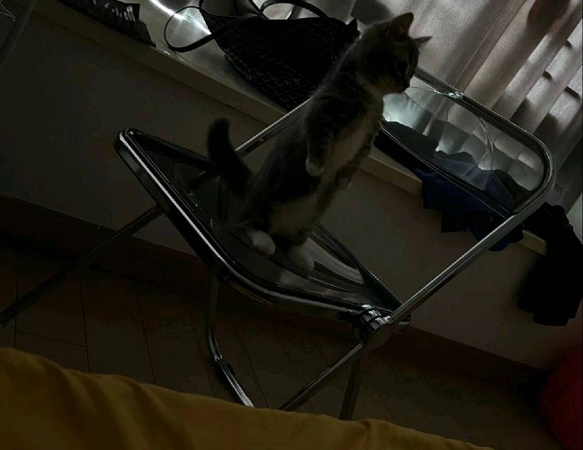 猫图片|宠物猫|猫咪|