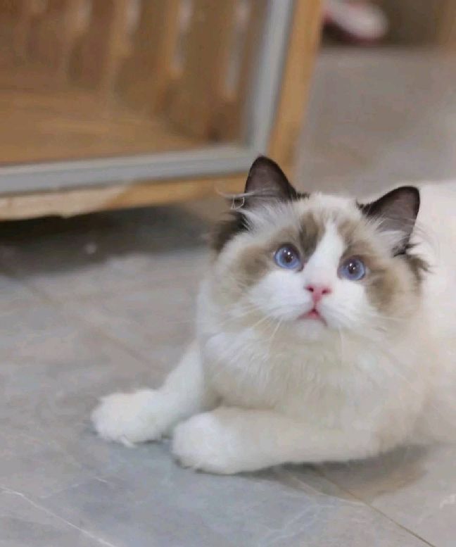 猫图片|宠物猫|猫咪|