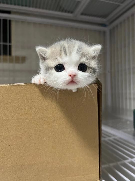 猫图片|宠物猫|猫咪|