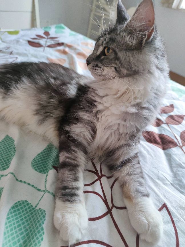 猫图片|宠物猫|猫咪|