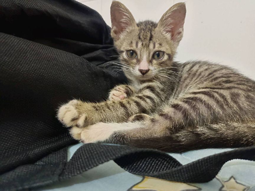 猫图片|宠物猫|猫咪|