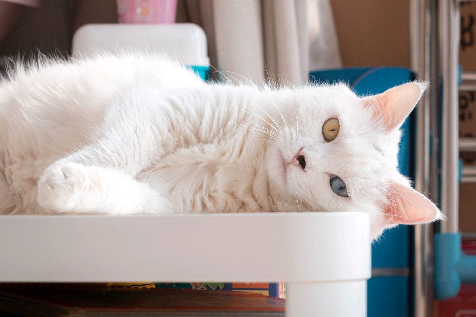 猫图片|宠物猫|猫咪|