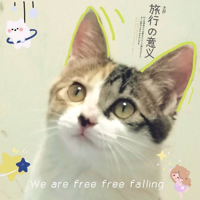 猫图片|宠物猫|猫咪|