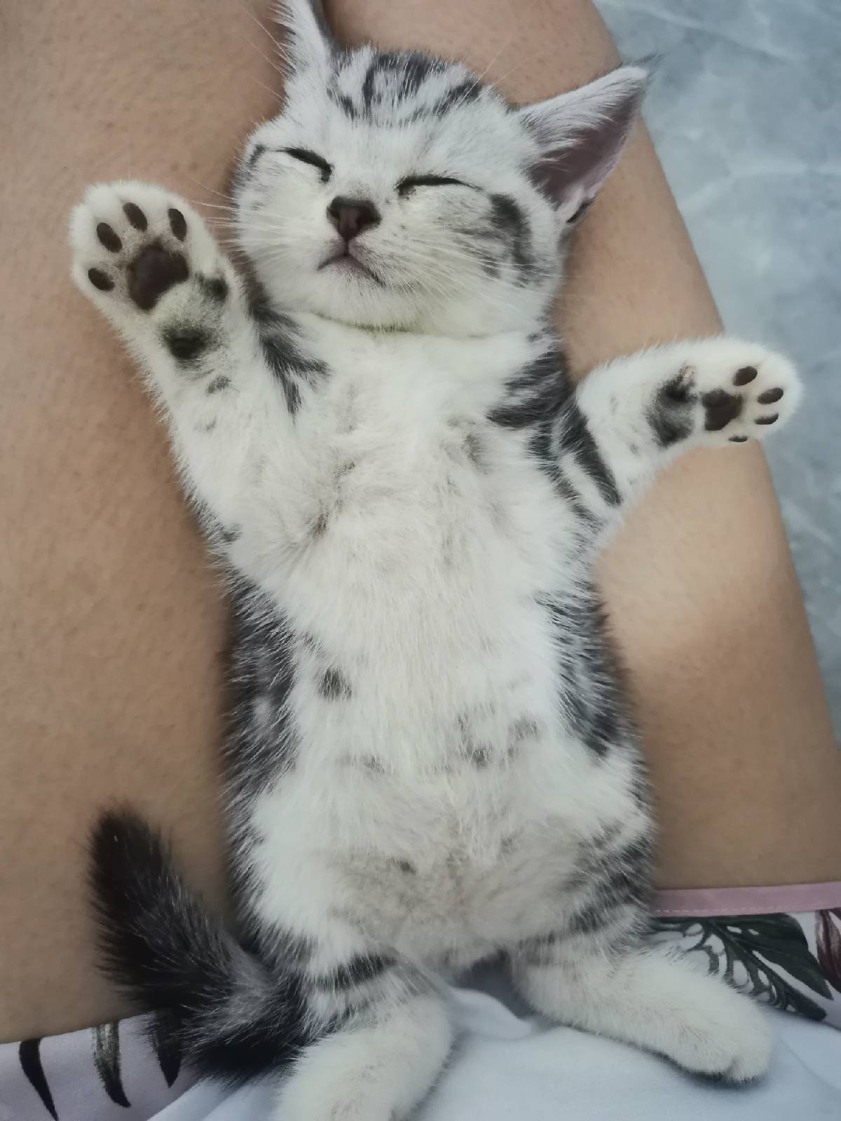 猫图片|宠物猫|猫咪|