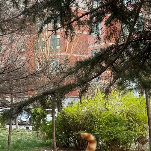 猫图片|宠物猫|猫咪|