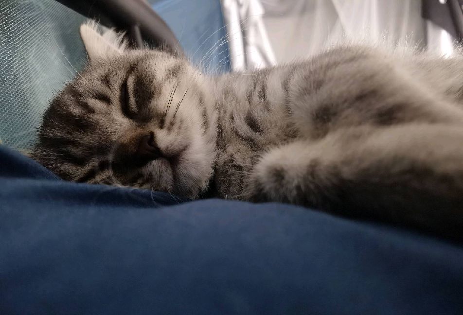 猫图片|宠物猫|猫咪|