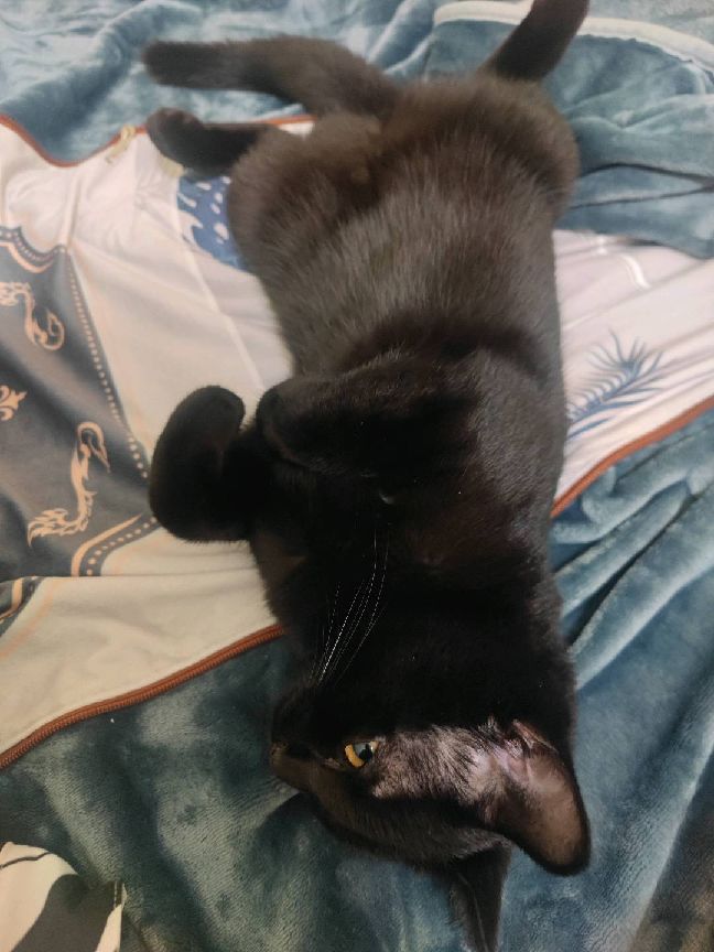 猫图片|宠物猫|猫咪|