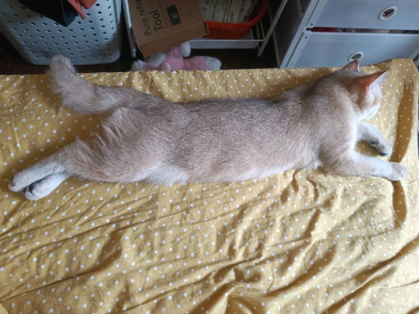 猫图片|宠物猫|猫咪|