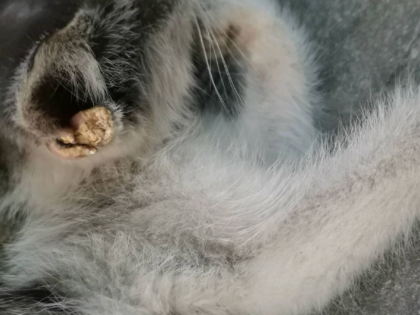 猫图片|宠物猫|猫咪|