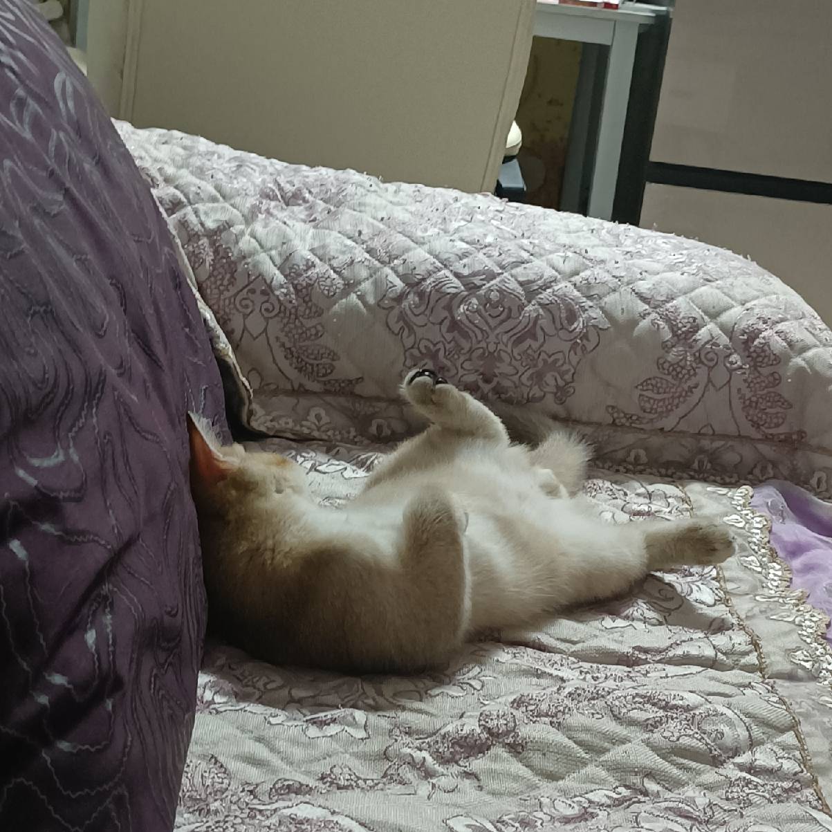 猫图片|宠物猫|猫咪|