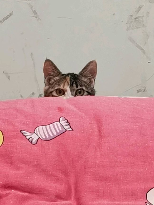 猫图片|宠物猫|猫咪|