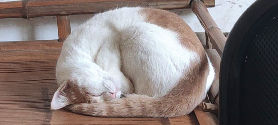 猫图片|宠物猫|猫咪|