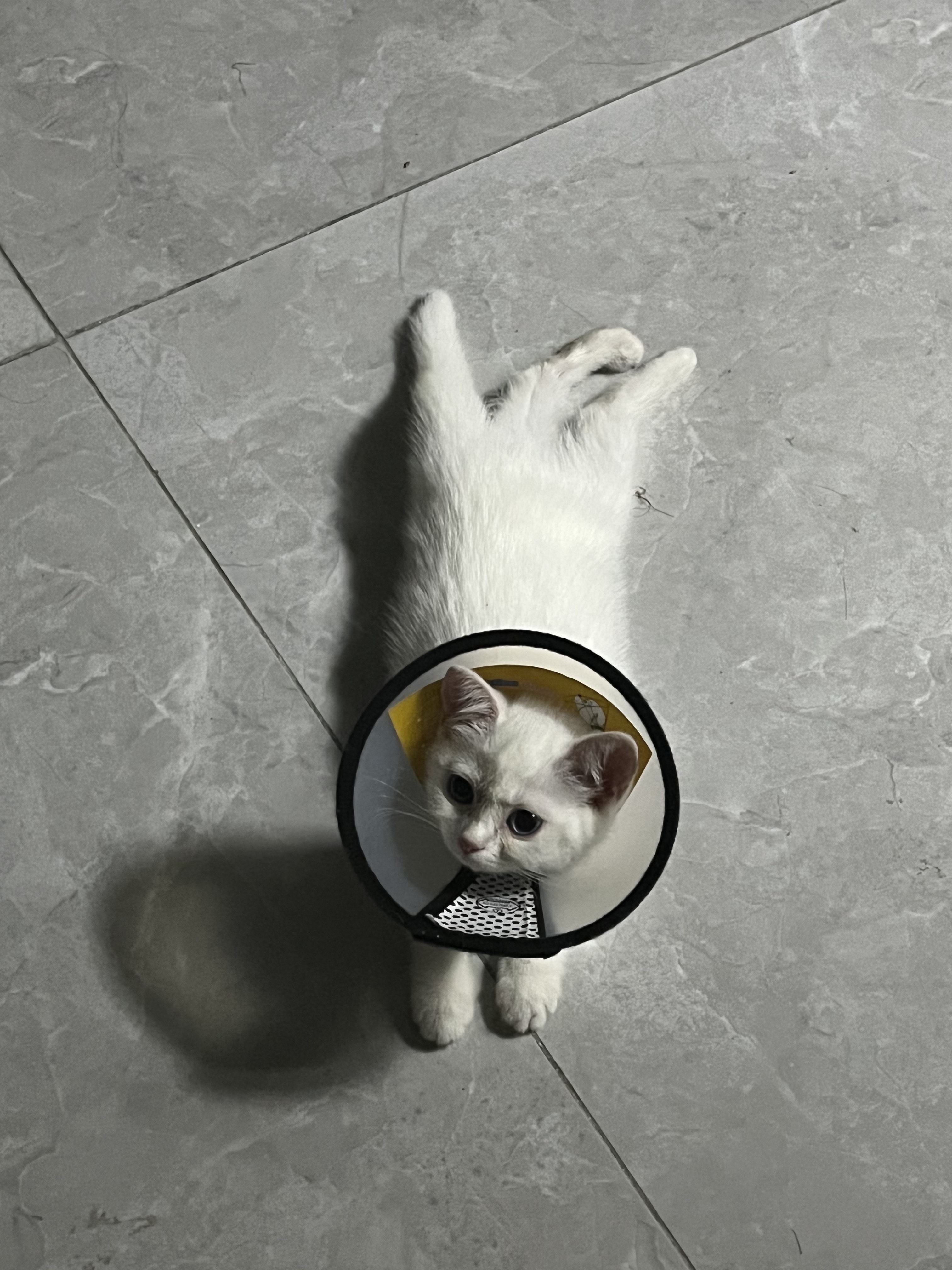 猫图片|宠物猫|猫咪|