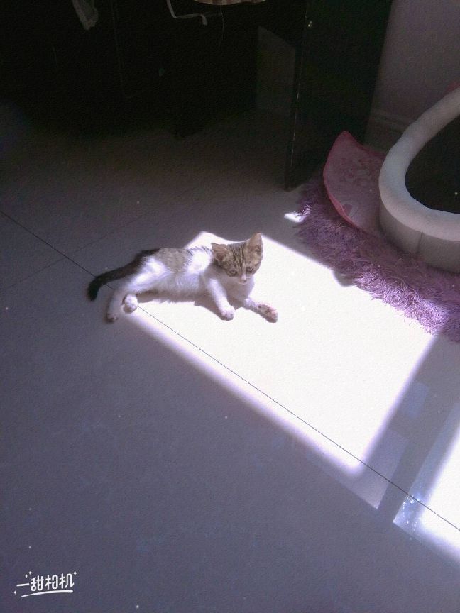 猫图片|宠物猫|猫咪|