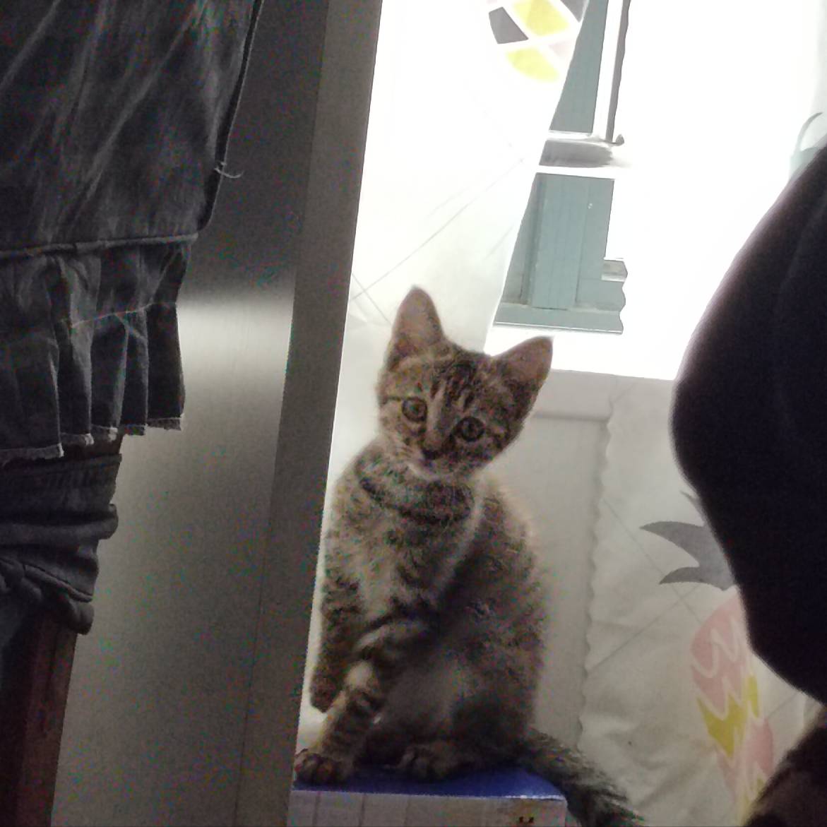 猫图片|宠物猫|猫咪|