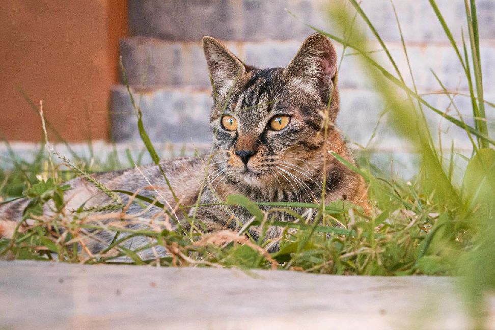 猫图片|宠物猫|猫咪|