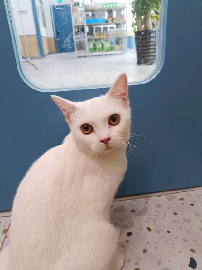 猫图片|宠物猫|猫咪|