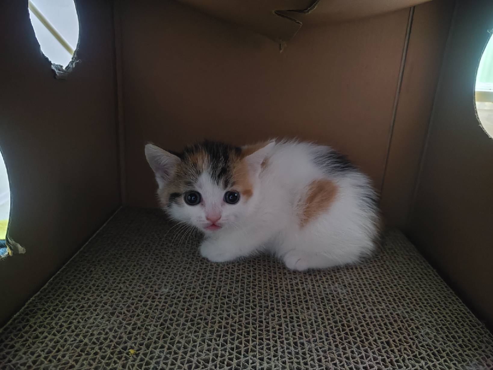 猫图片|宠物猫|猫咪|