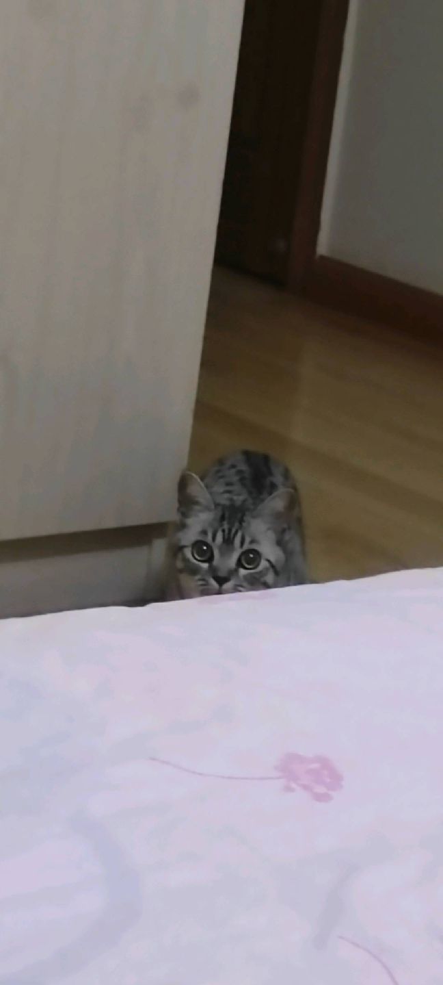 猫图片|宠物猫|猫咪|