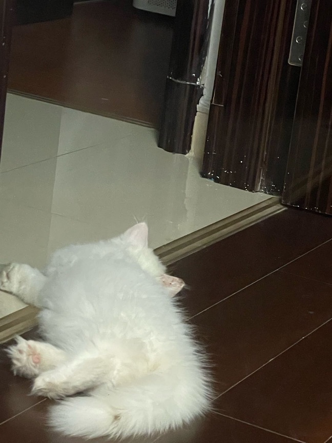 猫图片|宠物猫|猫咪|