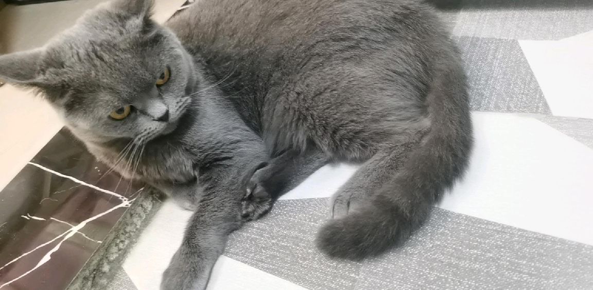 猫图片|宠物猫|猫咪|