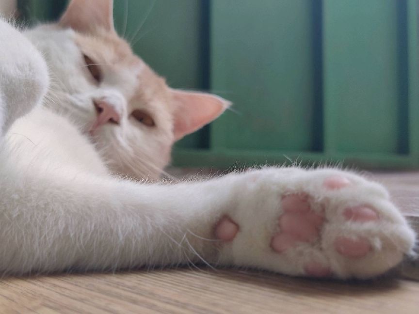 猫图片|宠物猫|猫咪|