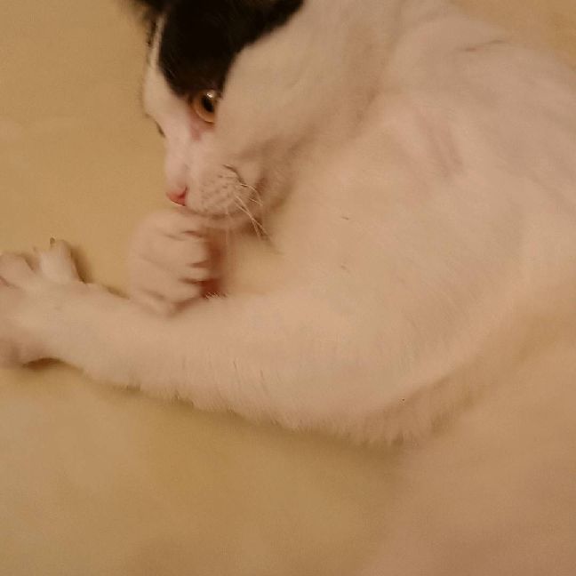 猫图片|宠物猫|猫咪|