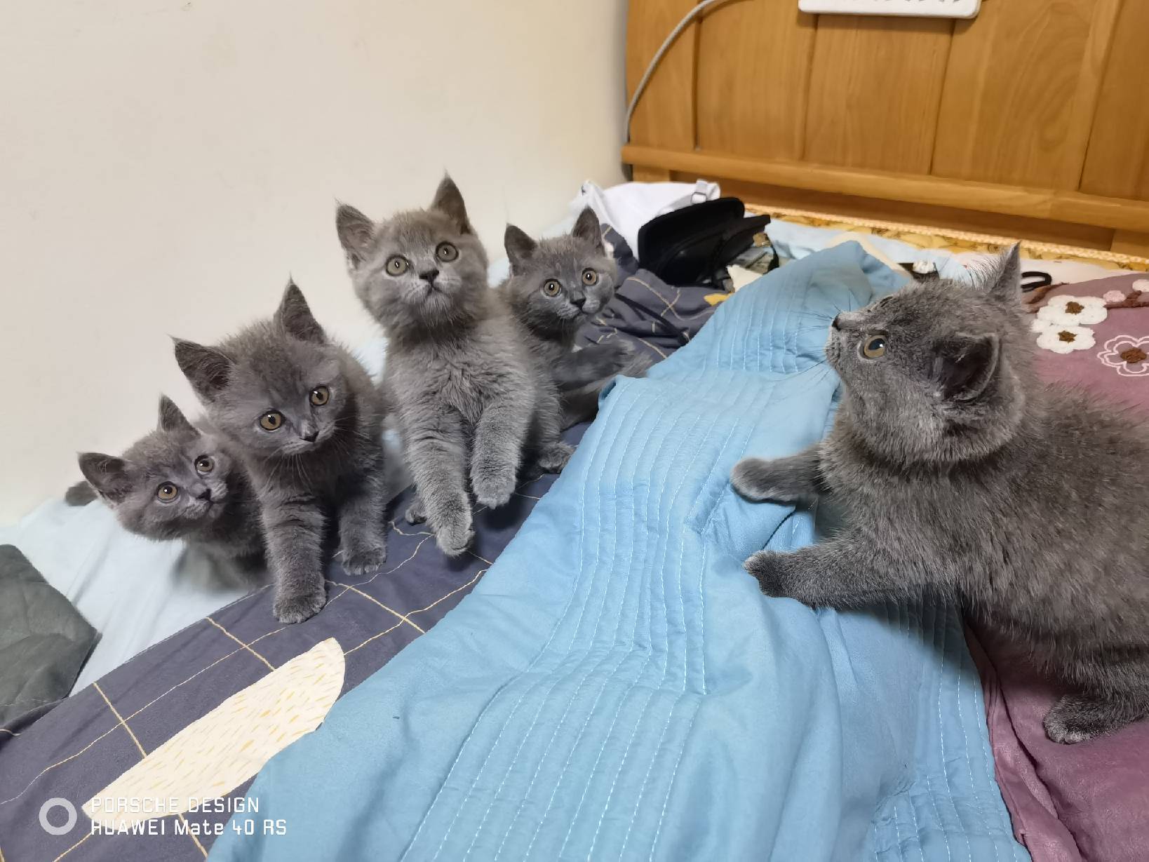 猫图片|宠物猫|猫咪|