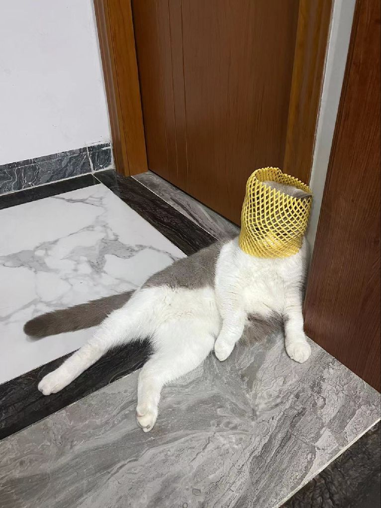 猫图片|宠物猫|猫咪|