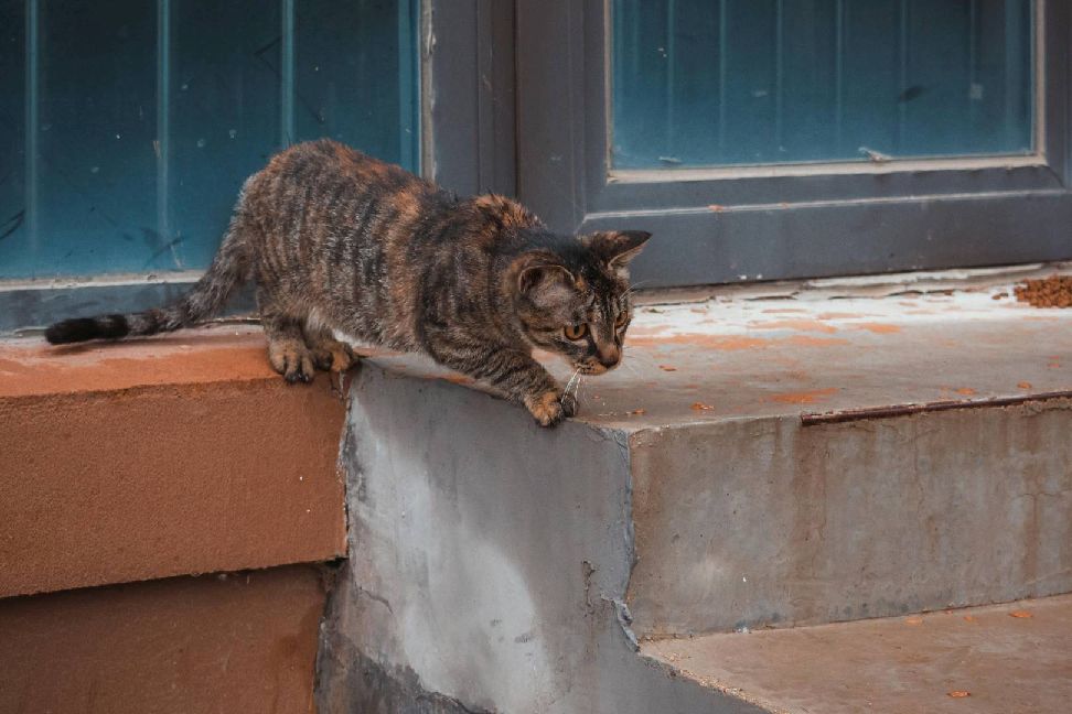 猫图片|宠物猫|猫咪|