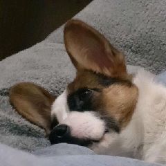 猫图片|宠物猫|猫咪|