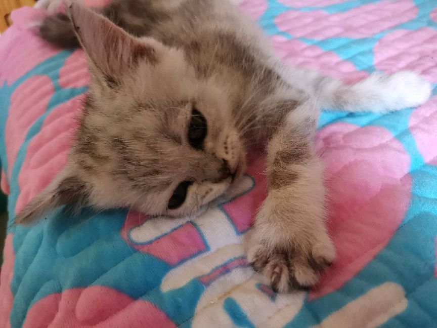 猫图片|宠物猫|猫咪|