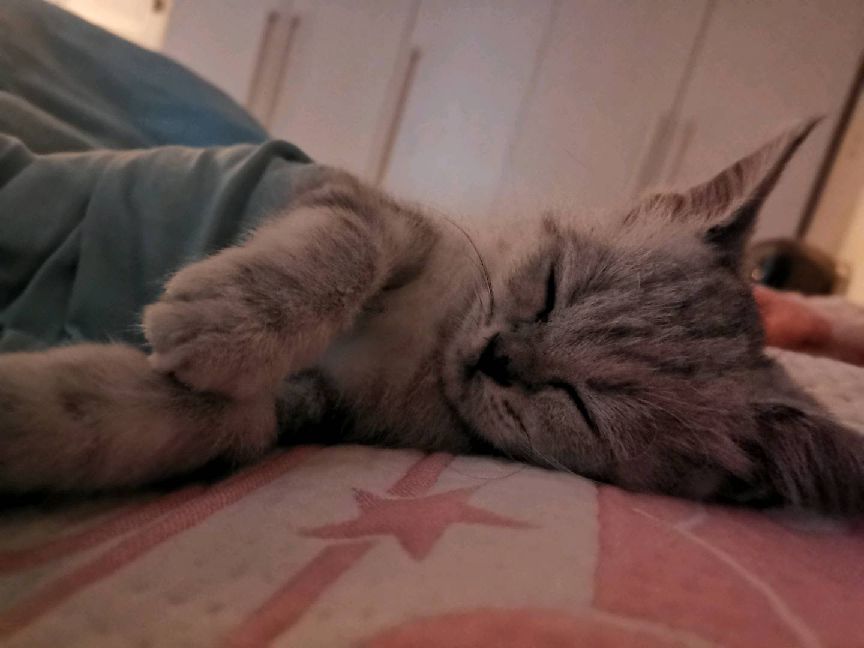 猫图片|宠物猫|猫咪|