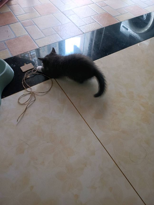 猫图片|宠物猫|猫咪|