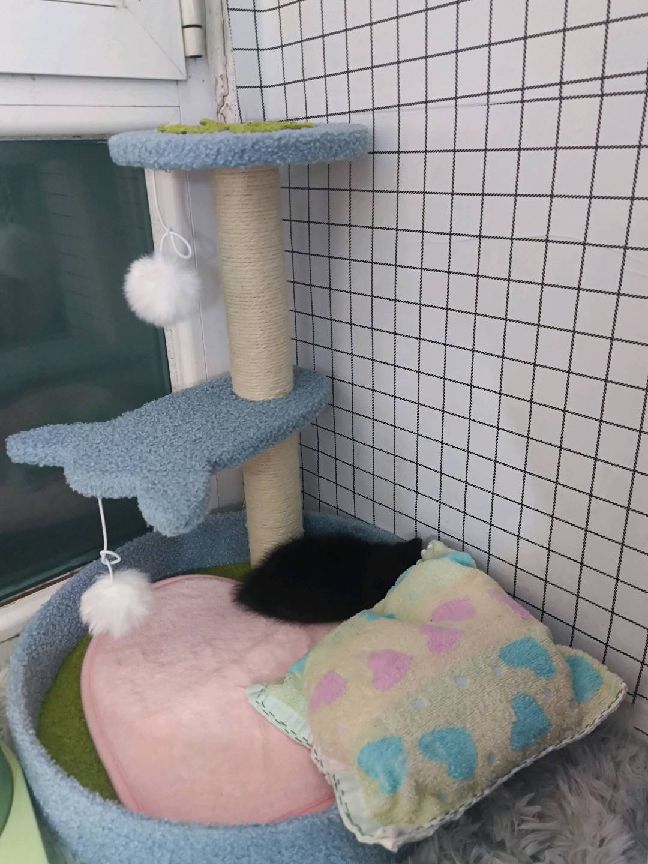 猫图片|宠物猫|猫咪|