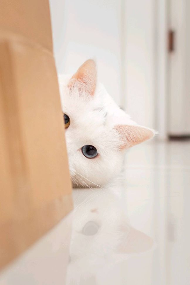 猫图片|宠物猫|猫咪|