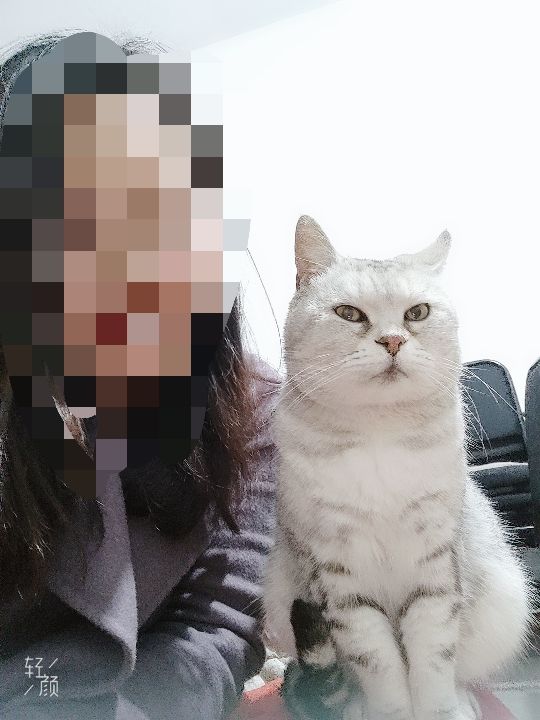 猫图片|宠物猫|猫咪|