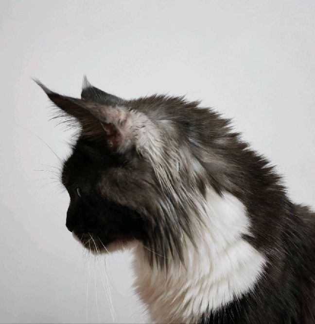 猫图片|宠物猫|猫咪|