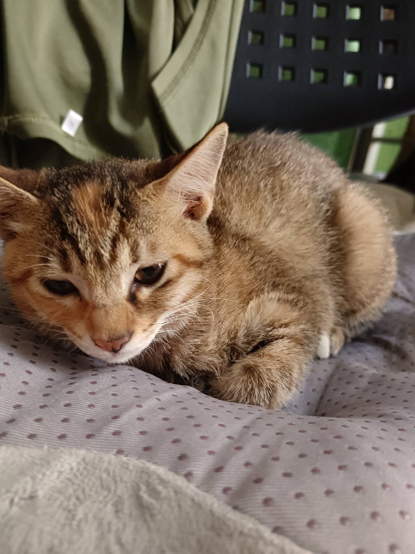 猫图片|宠物猫|猫咪|