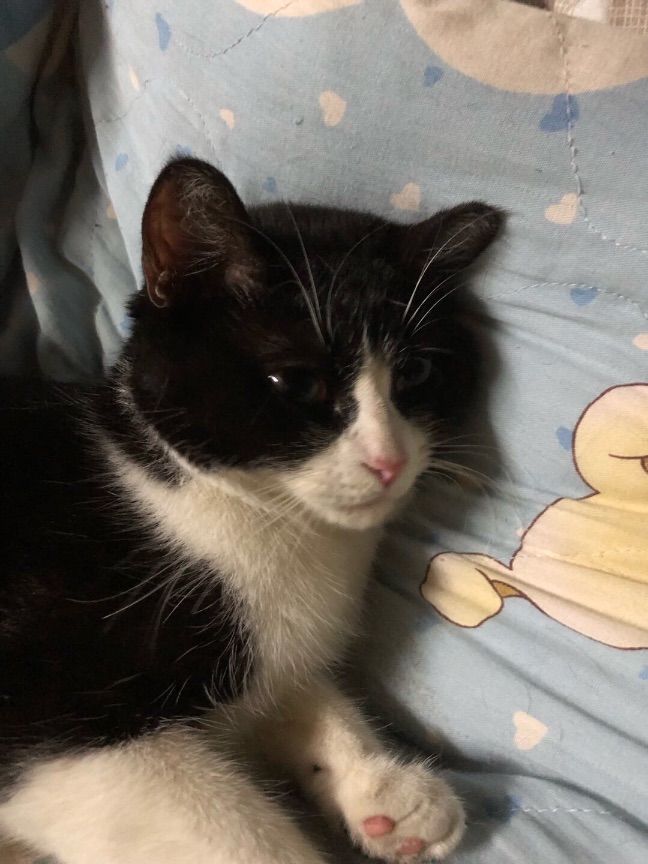 猫图片|宠物猫|猫咪|