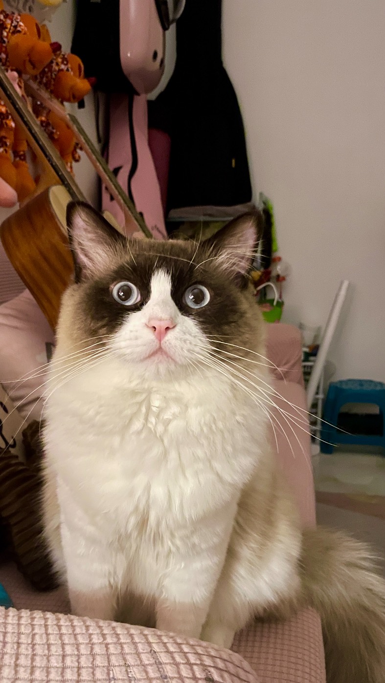 猫图片|宠物猫|猫咪|