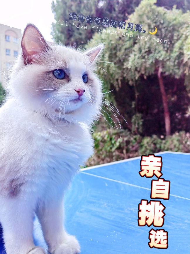 猫图片|宠物猫|猫咪|